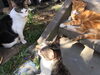 「本日ねこ会議」