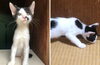 メス・白に黒模様・鼻横にほくろ柄「【新居浜市】里親募集のお知らせ！」