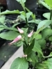 「アカイコトリとうい名の植物です！」
