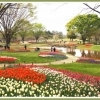 Flower　Festival～国営昭和記念公園～