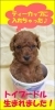 「大人気犬種!!　プードル（毛色レッド）仔犬情報」