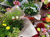 「敬老の日向けの花鉢入荷してます◎」
