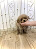 きんかんくん♡「ぱぱ＆まま募集です♡」