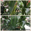 「観葉植物が元気に！綺麗に！なるちょっとしたアドバイスです。」
