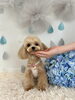 モモちゃん「わんこと梅雨」