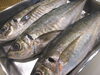 「紀州産　平アジにぎり（2貫）２５０円(税込２７０円）」