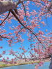 笠松河津桜ロード「笠松河津桜ロード　開花状況🌸」
