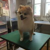 「ポメラニアンのマールちゃん」