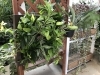 「寒さに弱い観葉植物の管理方法」