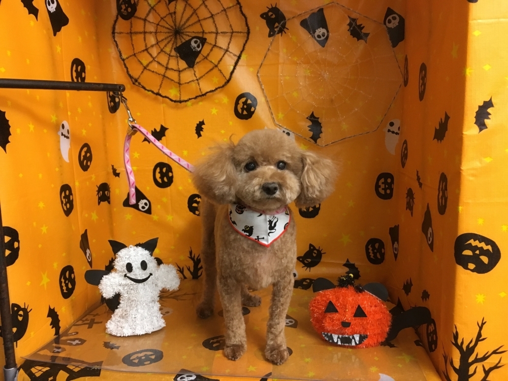 10月1日 カットコースのコロンちゃん 犬猫のトリミング屋