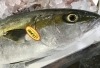 「魚魚市場鮮魚コーナーおすすめは「ギンガメアジ」です♪」