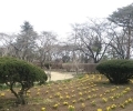 黒磯公園の花壇にビオラの苗を１０００本植えました！