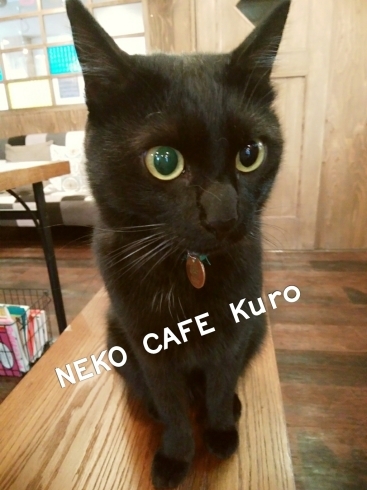 「クロ店長(=^・^=)」