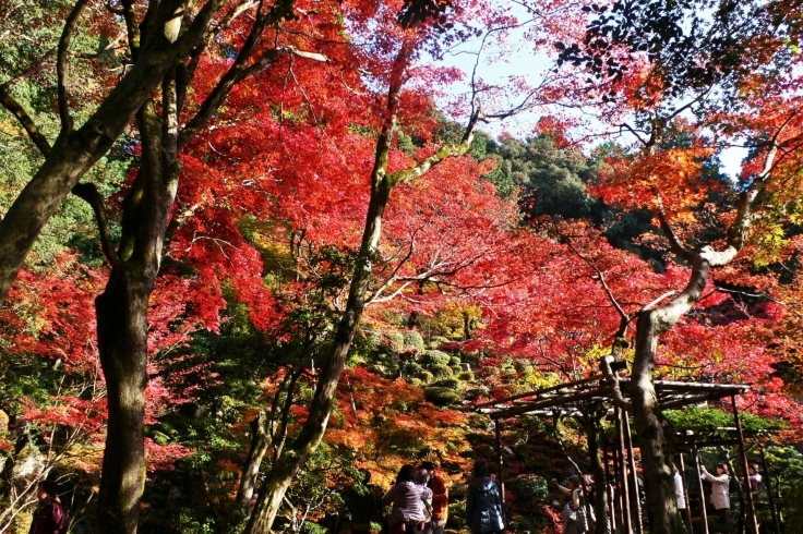 「絶景紅葉の旅への誘い」