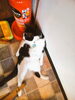 「おっさん猫（笑）」