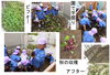 「３才さんが園内菜園で「さつまいも堀り」をしました。」