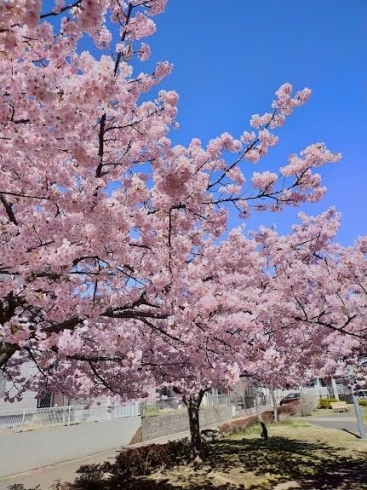白井駅前の笹塚公園の桜です「にこにこケアステーション「ケアに行ってきまーす！！」　【白井市訪問介護・相談支援】」