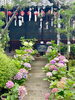風鈴と紫陽花「本日の境内の様子です」