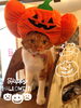 「ハッピーハロウィン★」