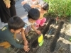 「チューリップの球根を植えました！」