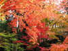 「「湖東三山」金剛輪寺、血染めの紅葉とは・・・」
