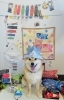 Dog school tan tan