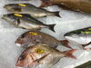 「魚魚市場鮮魚コーナーおすすめは「アジ・ぶり」です♪」