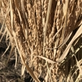 脱穀と籾摺り