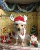 11月5日 シャンプーコースのマカロニちゃん 犬猫のトリミング屋さんぽちのうち 犬 猫のトリミング屋さん ぽちのうちのニュース まいぷれ 船橋市