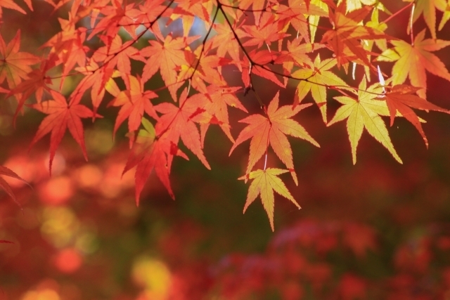 「古くから日本人を魅了する紅葉」