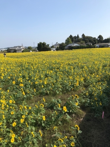 「侍ジャパンとひまわり畑」