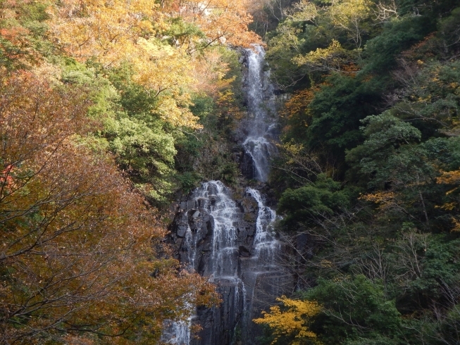 「作木町の紅葉状況」