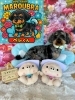 ダップー カット「ðŸ¶ã‚·ãƒ¥ãƒŠã‚¦ã‚¶ãƒ¼ã€ãƒˆã‚¤ãƒ—ードルã€ãƒŸãƒƒã‚¯ã‚¹ã€ãƒˆãƒªãƒŸãƒ³ã‚°ã®ãŠå‹é”🌷ã€