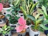 鉢セットの観葉植物販売中！【観葉植物専門店 福島市】 | Green Feelの