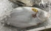 「魚魚市場鮮魚コーナーおすすめは「天然鯛・天然ヒラメ」です♪」