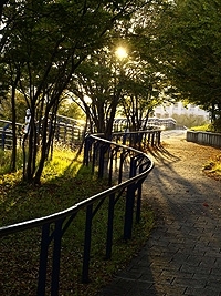 都筑中央公園の外側の遊歩道。<br>夕暮れのやわらかく差し込む光に、<br>秋だなあとしみじみ。