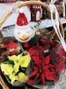 「季節の花鉢入荷中です」