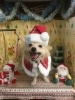 11月17日 シャンプーのマカロニちゃん 犬猫のトリミング屋さんぽちのうち 犬 猫のトリミング屋さん ぽちのうちのニュース まいぷれ 船橋市
