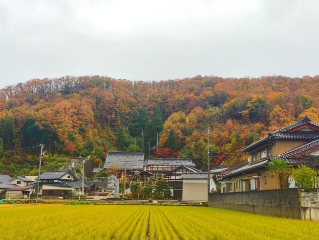 「二上山も色づいています(^^)」