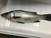 「本日は三重よりヒラスズキ入荷！」