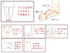 「下半身太りにさよなら。足裏アーチに注目！」