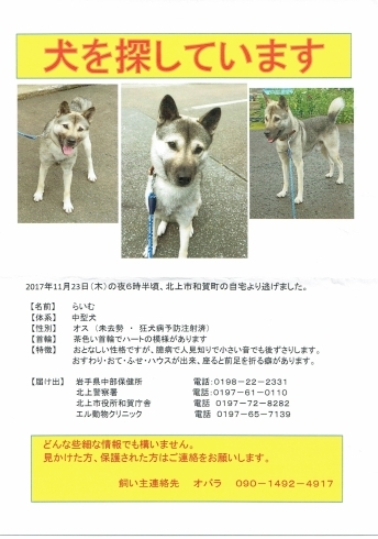「北上市和賀町で犬を探しています」