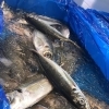 新鮮なお魚はいかがですか？