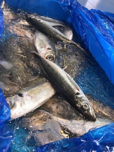 「新鮮なお魚はいかがですか？」