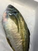 「各種鮮魚、取り扱っております！」