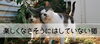 「船橋の猫のようす覗いてみませんか？？【楽しくなさそうにはしていない猫】」