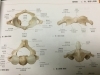 哲学、科学、芸術の集まった自然の法則に沿った治療法！上部頸椎カイロ