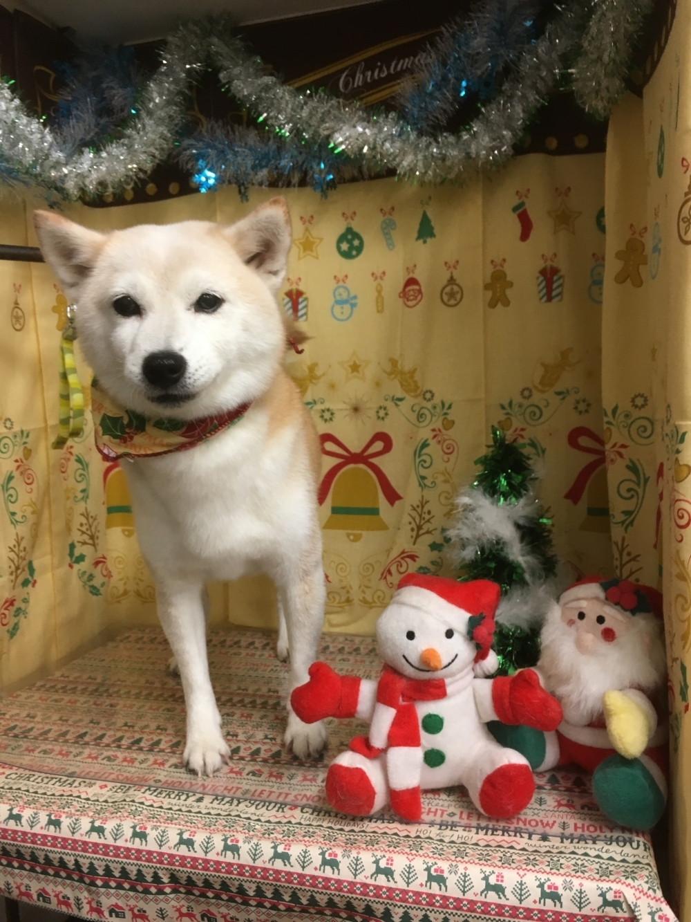 12月23日 シャンプーコースのはなちゃん 犬猫のトリミング屋さん