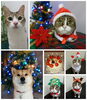 「メリークリスマス」