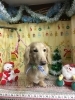 12月25日 カットコースのハリーちゃん 犬猫のトリミング屋さんぽちのうち 犬 猫のトリミング屋さん ぽちのうちのニュース まいぷれ 船橋市